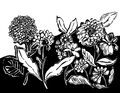 Image Not Available